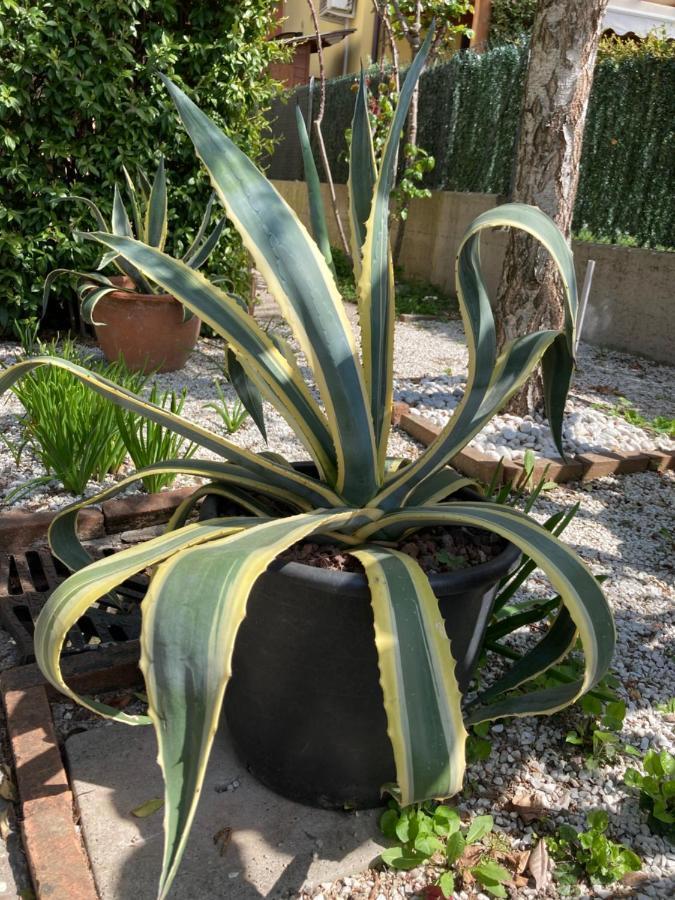 Tencarola B & B Luaran gambar